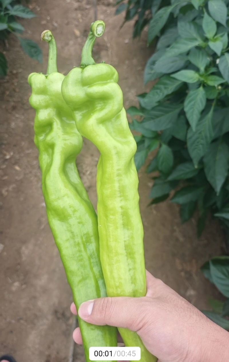 长年代收各种新鲜蔬菜