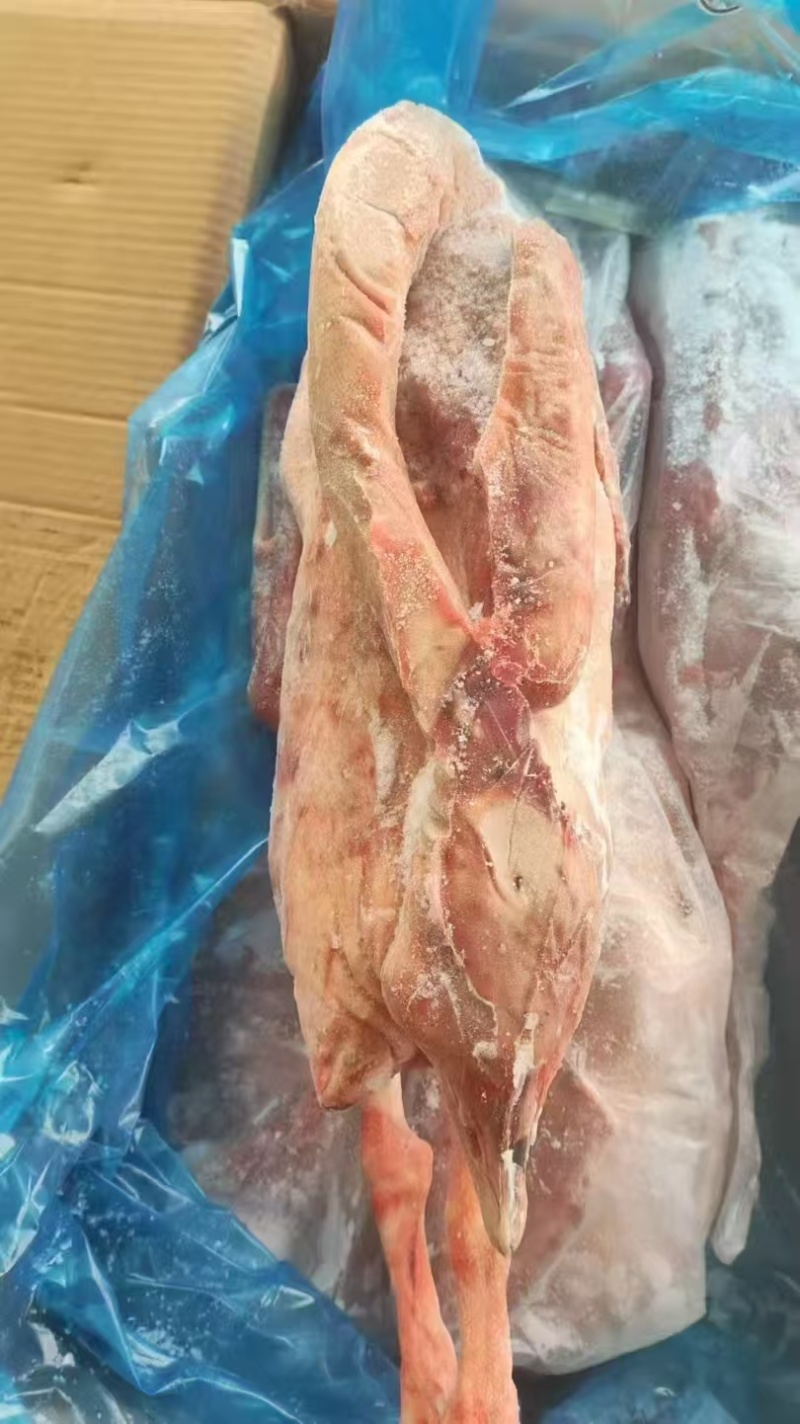 全鹅有货