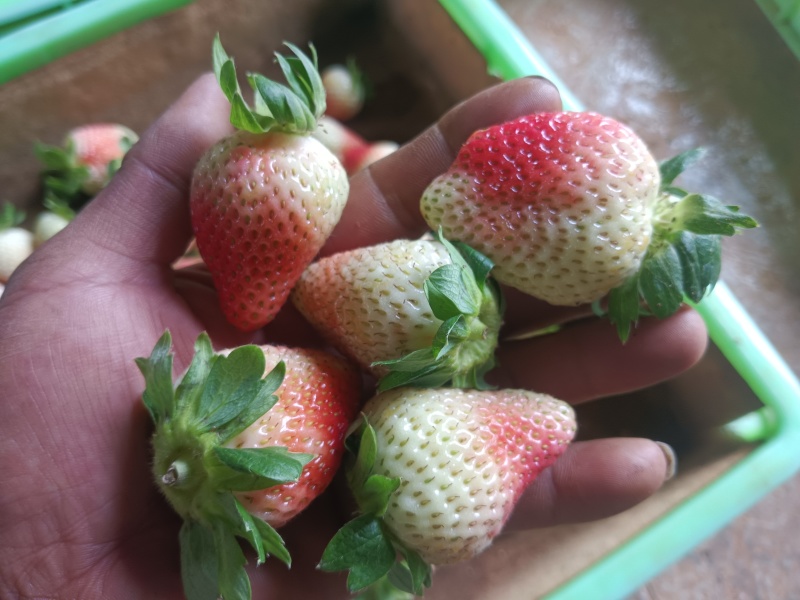 云南四季商用草莓