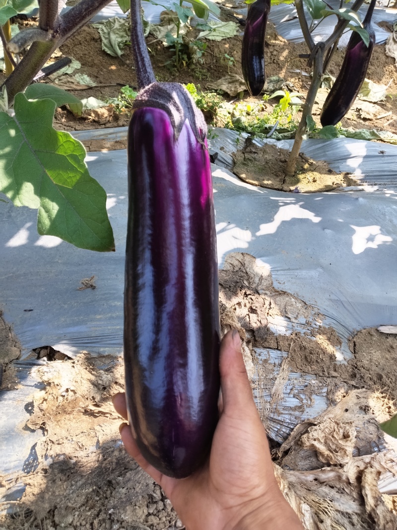 烧烤茄，中茄子