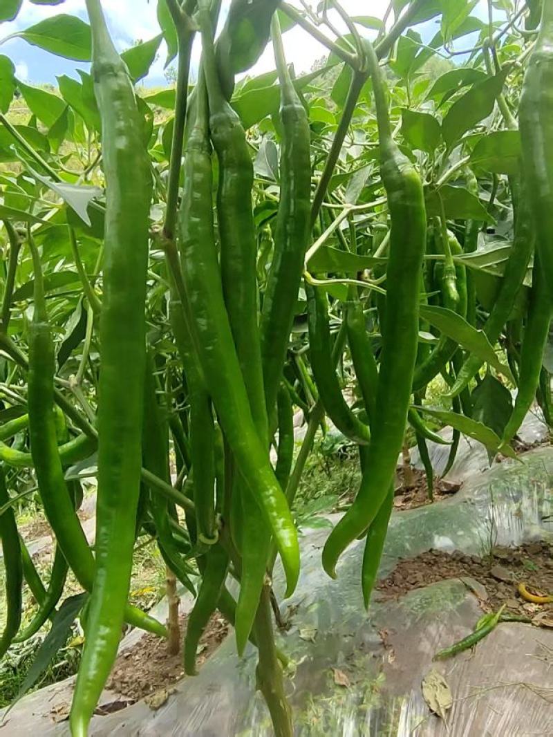 三号线椒
