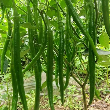 三号线椒