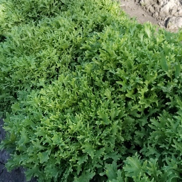 优质蔬菜坝上苦菊