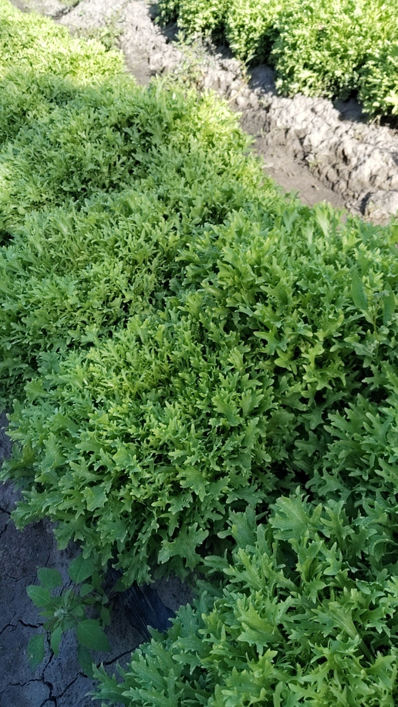 优质蔬菜坝上苦菊