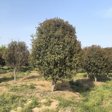 桂花树