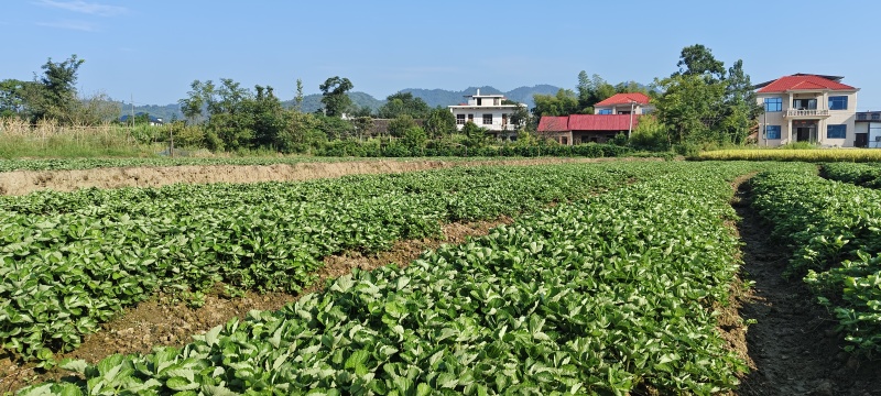 批发草莓苗，无斑无疫健康大棵