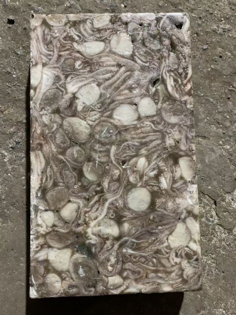 原浆八爪鱼