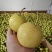 北京京白梨