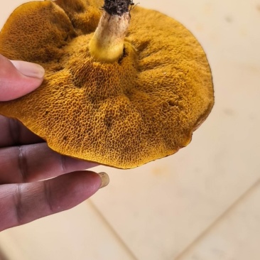 野生蘑菇