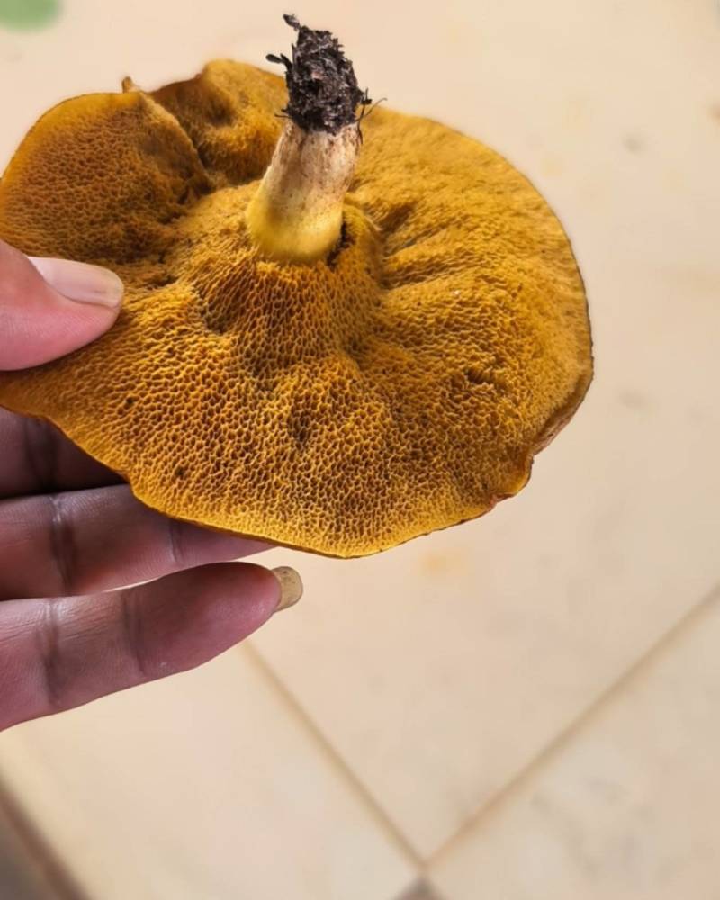 野生蘑菇