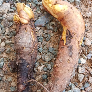 甘肃土大黄