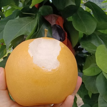 洪江金秋梨