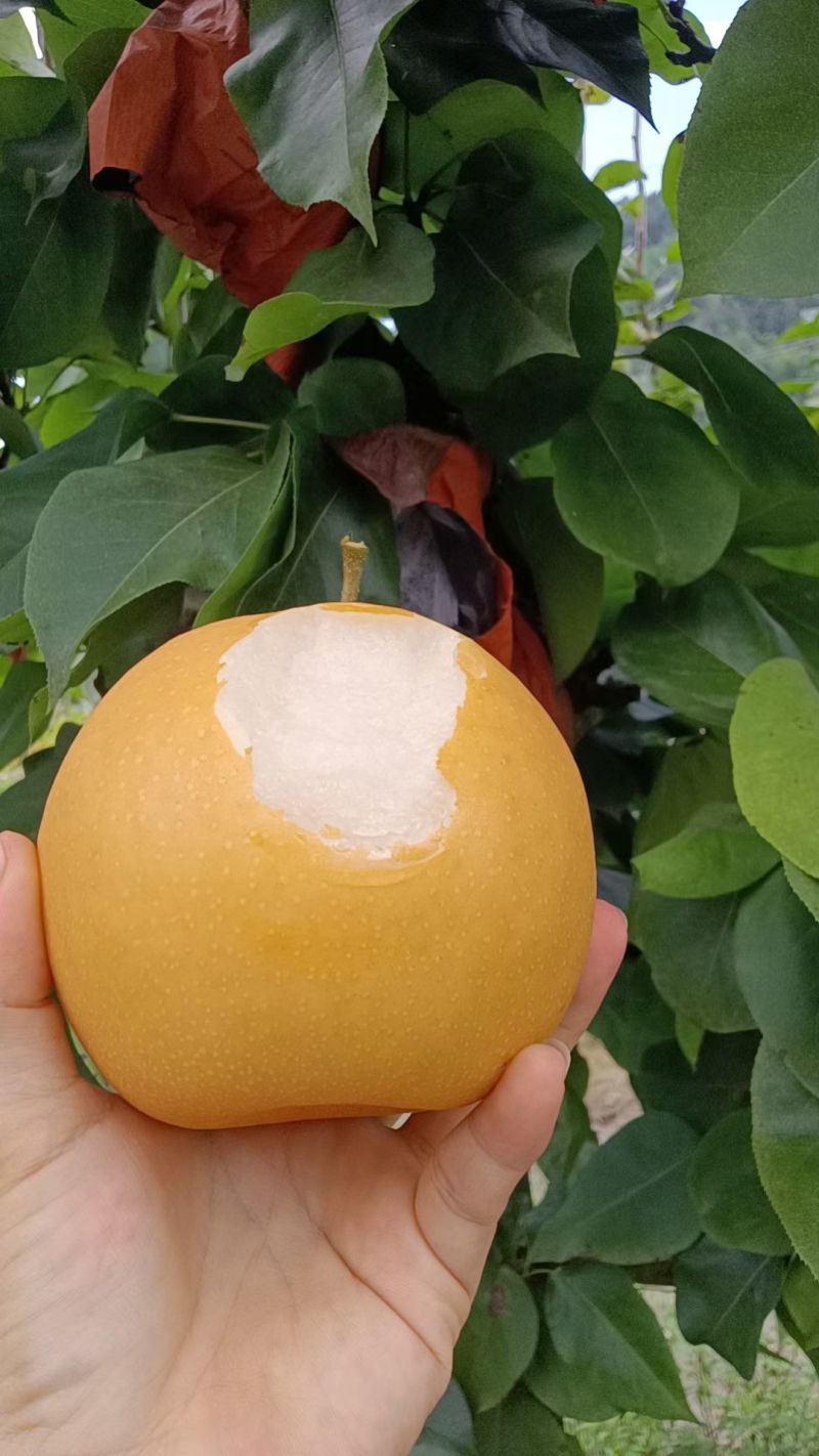 洪江金秋梨