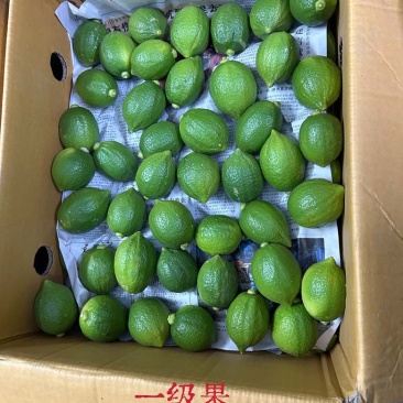 无籽香水柠檬