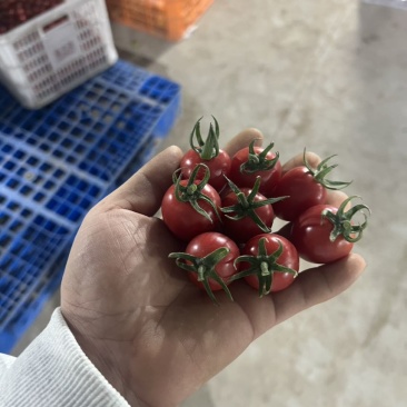 圣女果