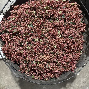新鲜采摘的大红袍花椒。湿货。现货