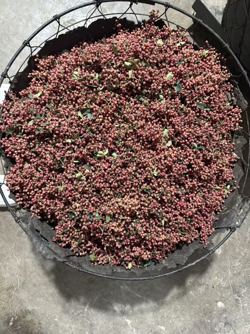 新鲜采摘的大红袍花椒。湿货。现货