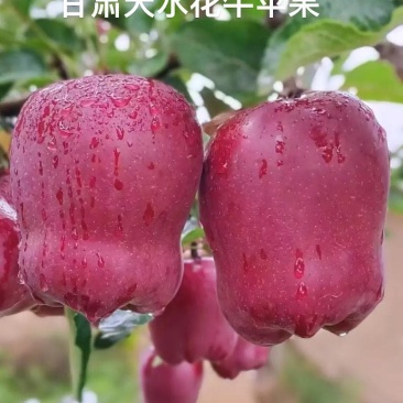 甘肃天水花牛苹果