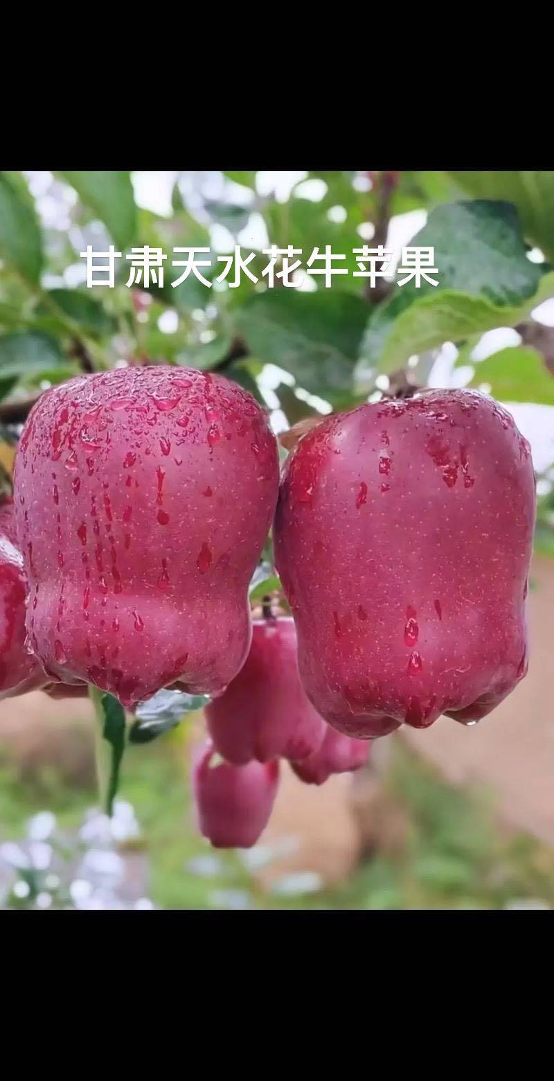 甘肃天水花牛苹果