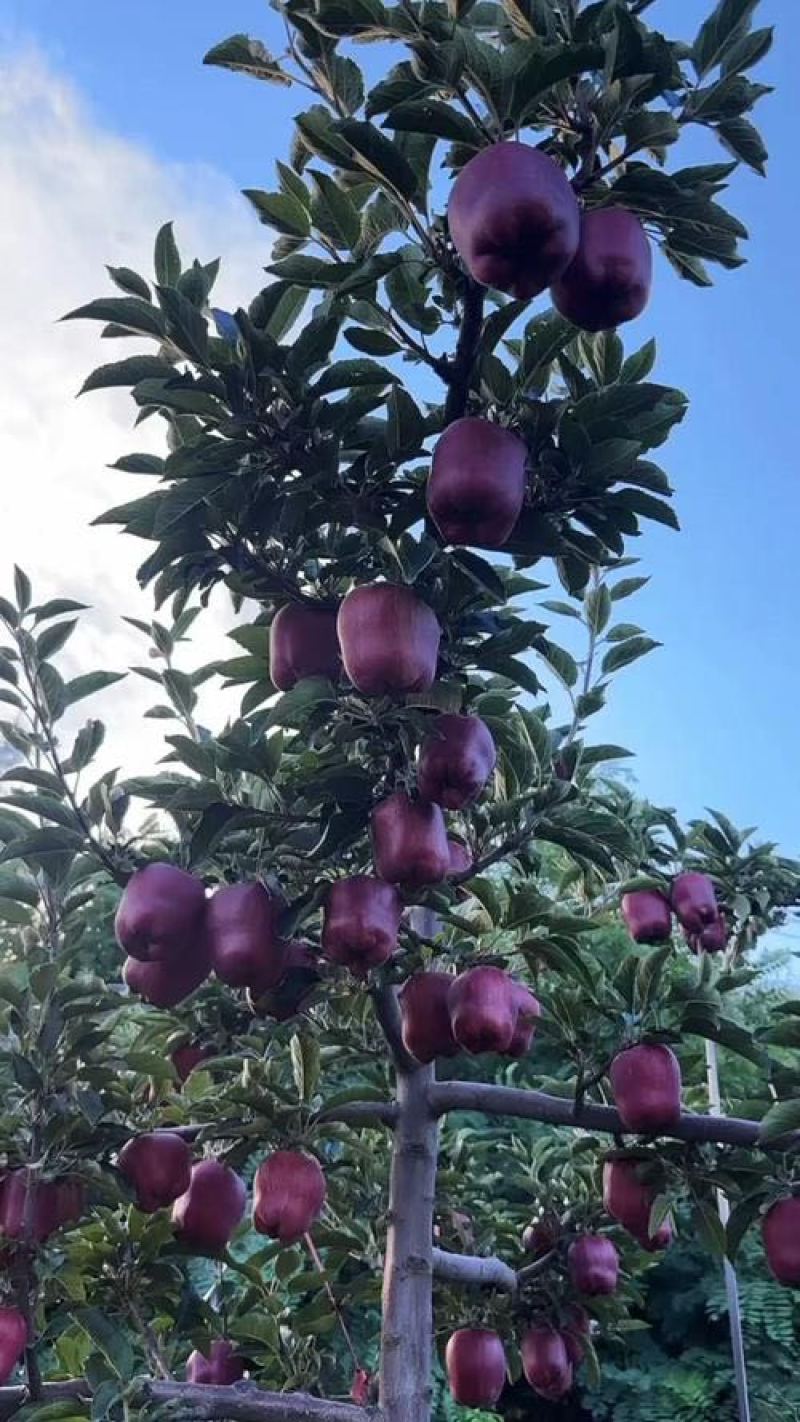 甘肃天水花牛苹果