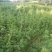 高山苦荞