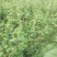 高山苦荞