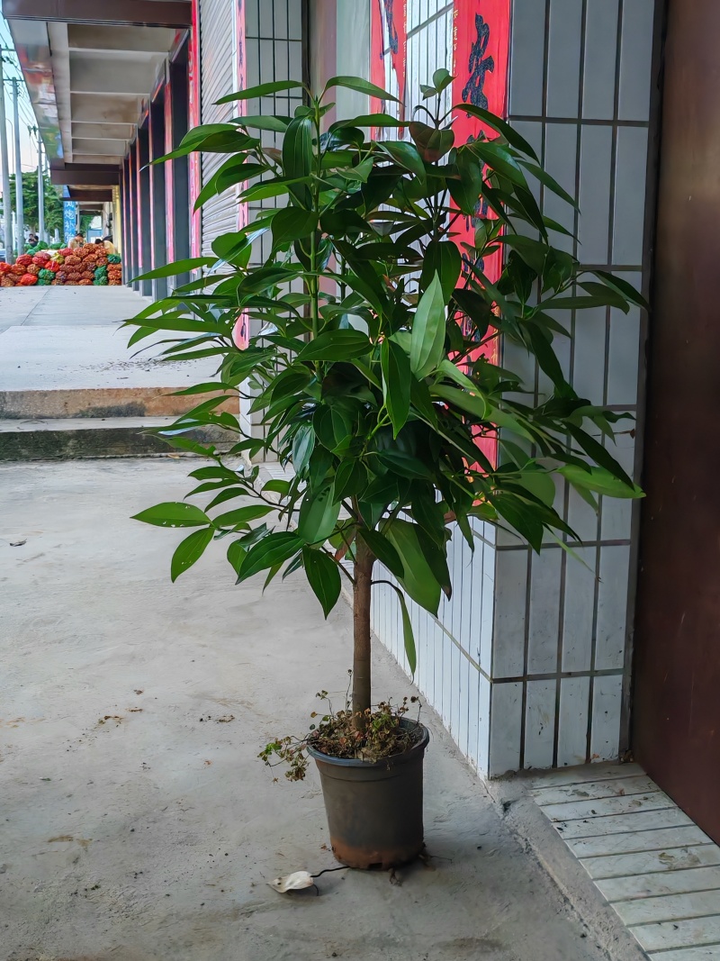 观叶绿植