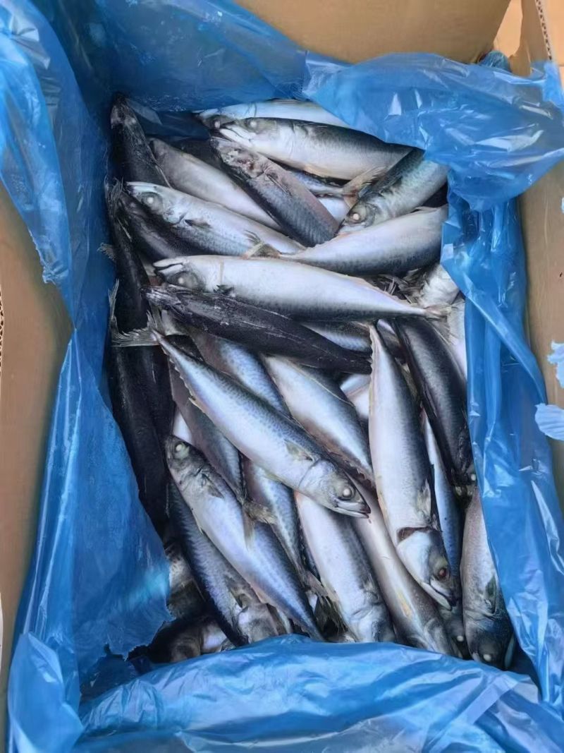 船冻单冻青占鱼大量现货，欢迎来定制