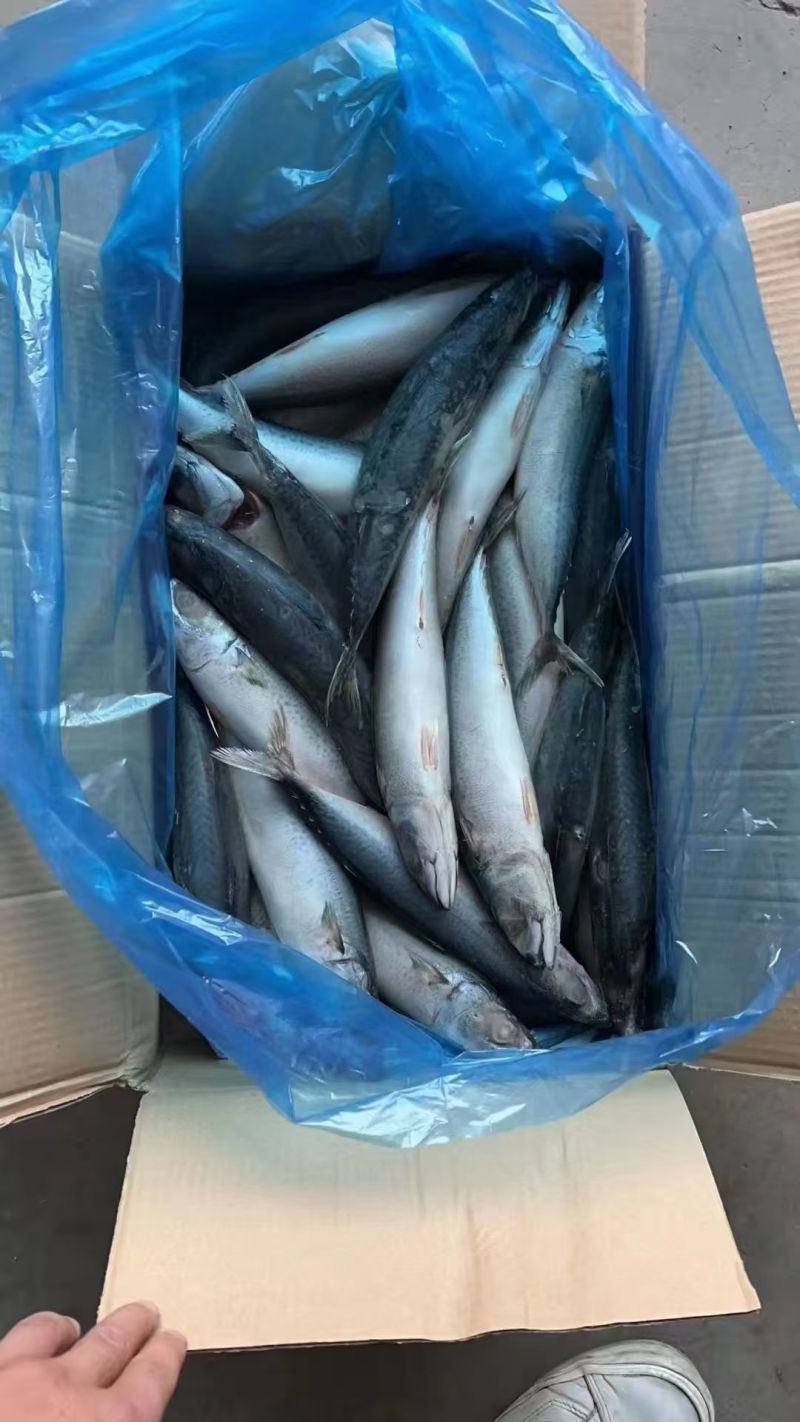 船冻单冻青占鱼大量现货，欢迎来定制