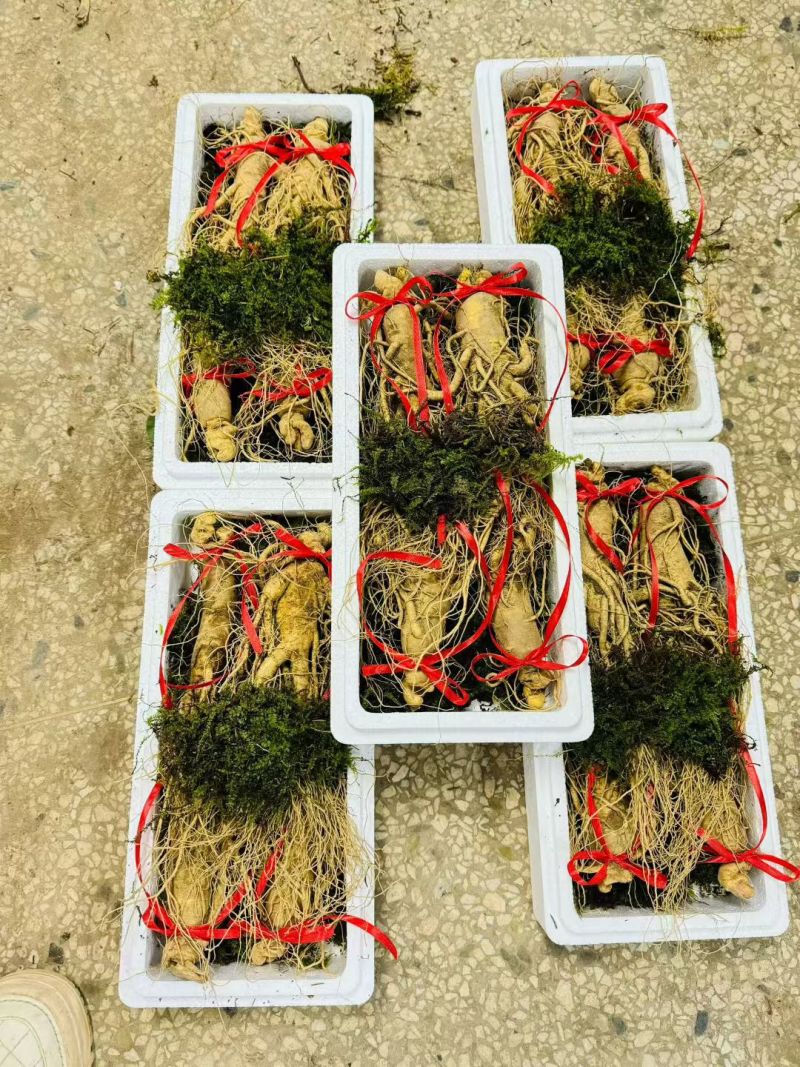 长白山鲜人参