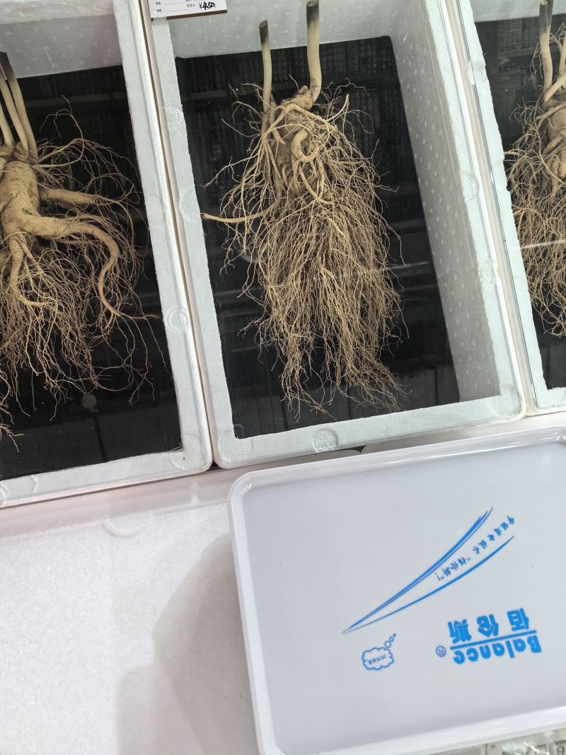 长白山鲜人参