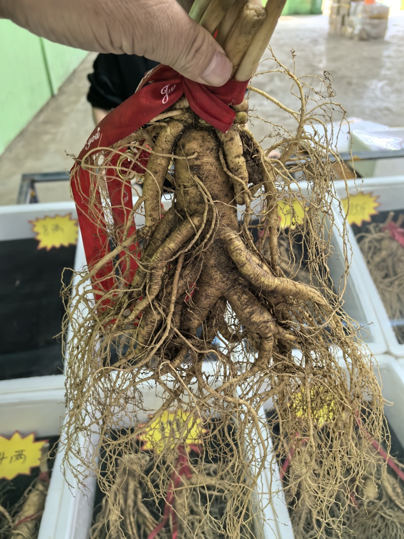 长白山鲜人参