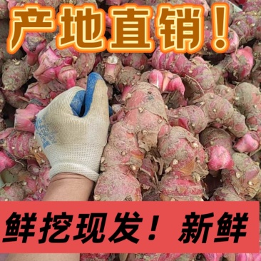 新鲜红皮南姜现挖现发优质南姜产地直发支持视频
