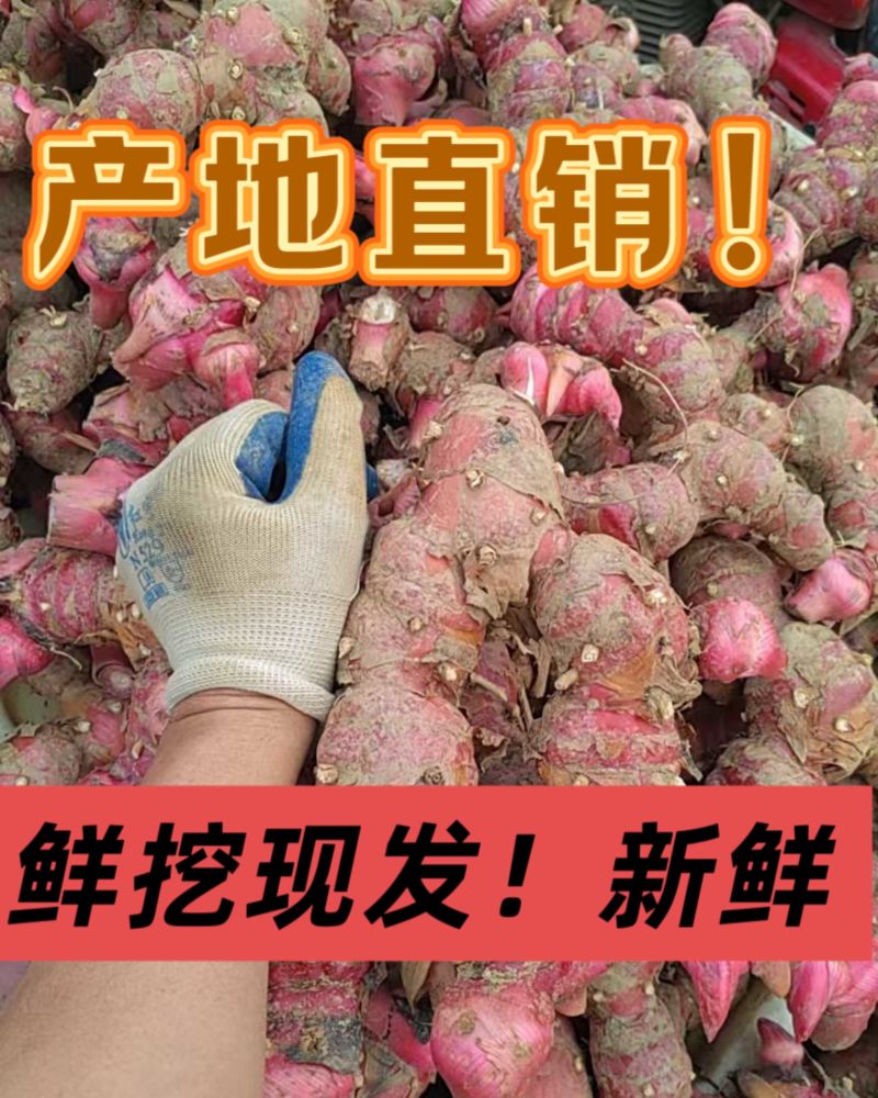 新鲜红皮南姜现挖现发优质南姜产地直发支持视频