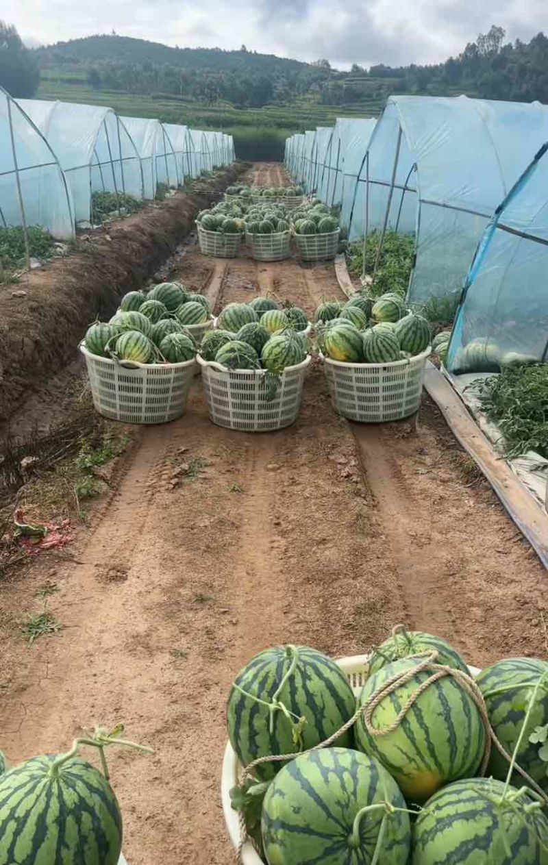 麒麟西瓜