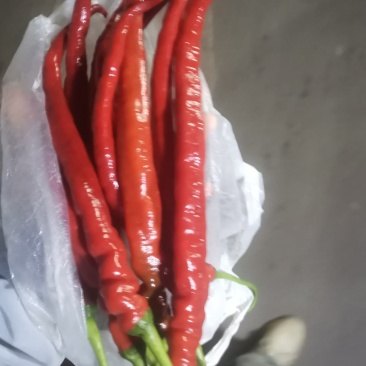 云南玉溪易门老品种红辣椒