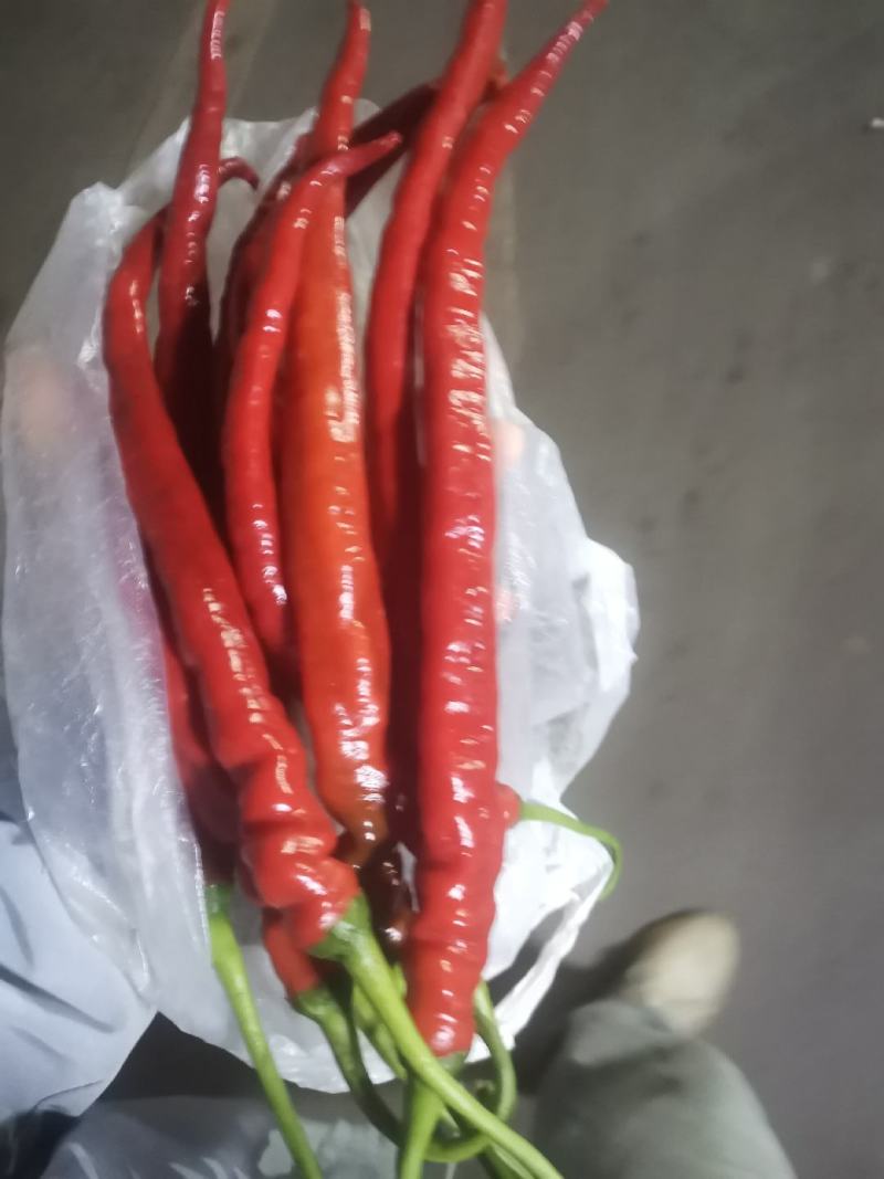 云南玉溪易门老品种红辣椒