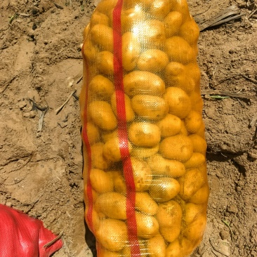 陕北土豆大量上市