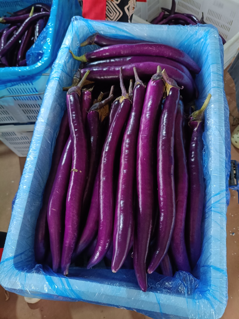 线茄大量上市商超市场批发