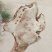 树舌灵芝