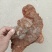 树舌灵芝