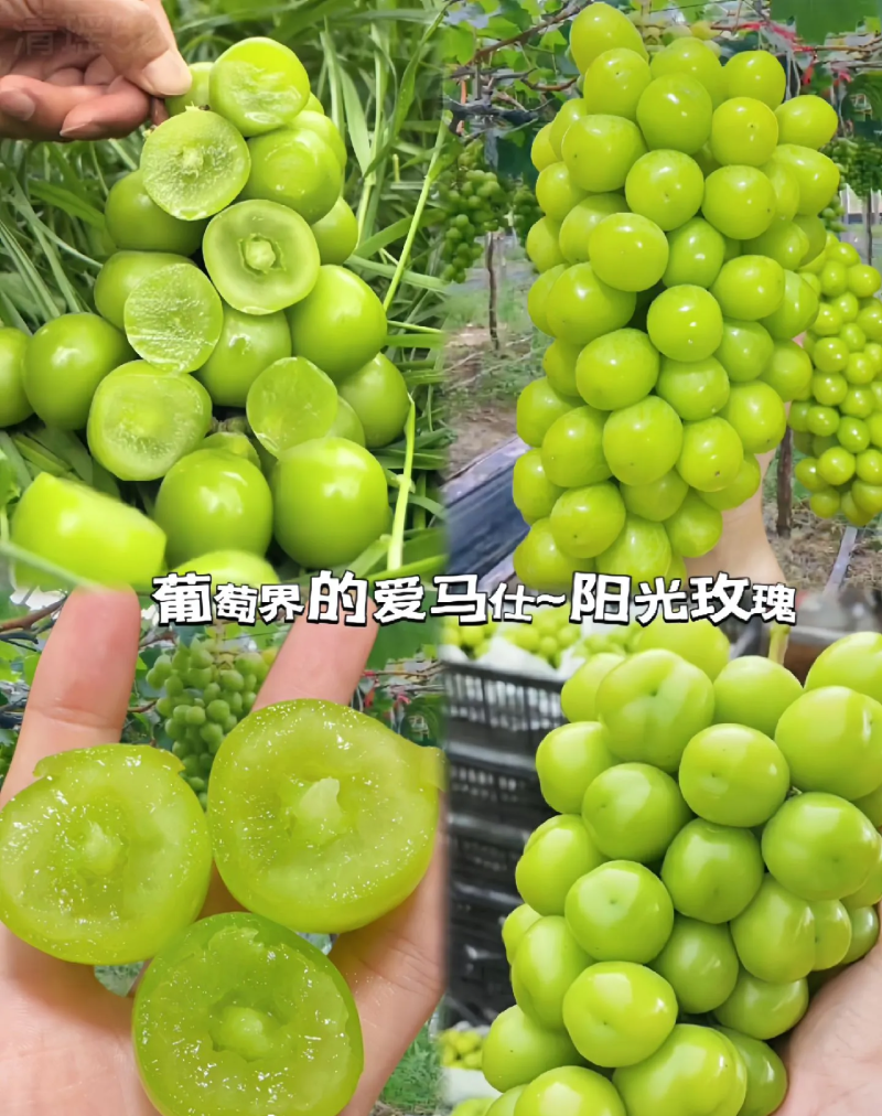 阳光玫瑰
