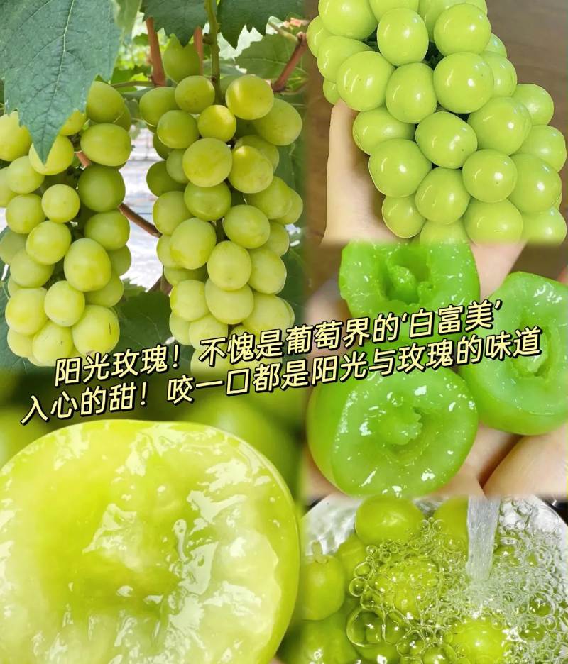 阳光玫瑰