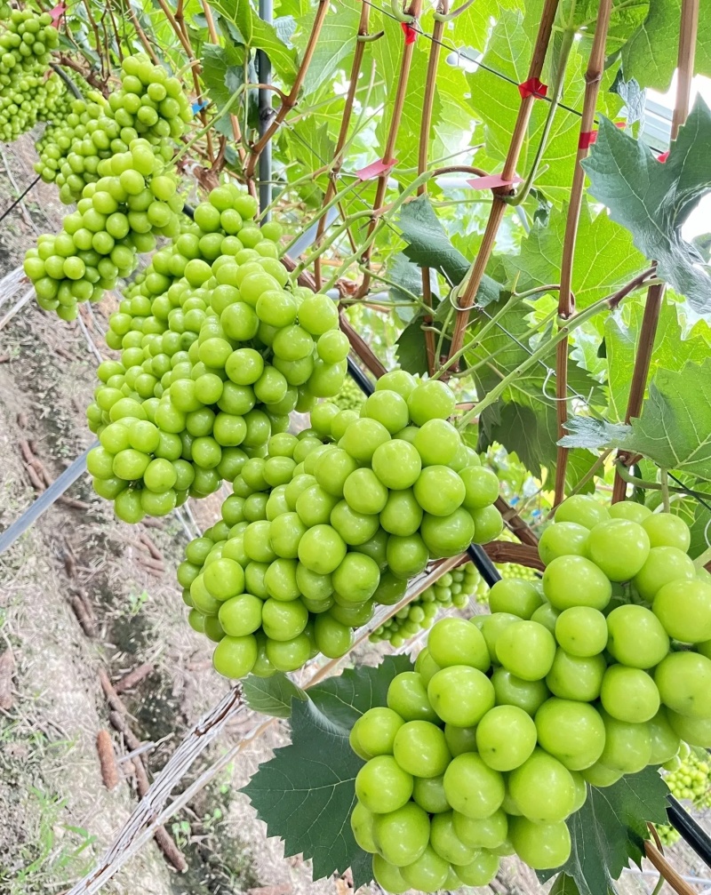 阳光玫瑰