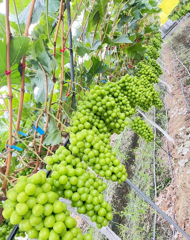 阳光玫瑰