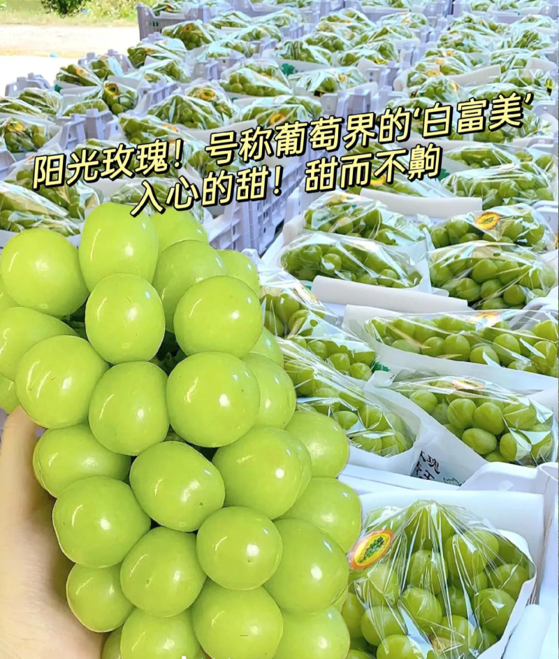 阳光玫瑰