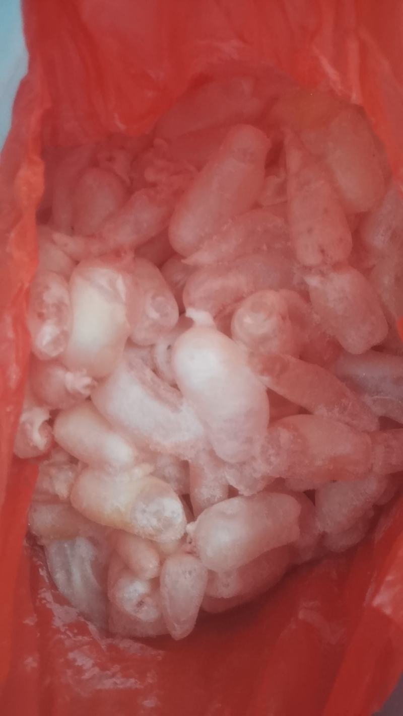 鱼泡