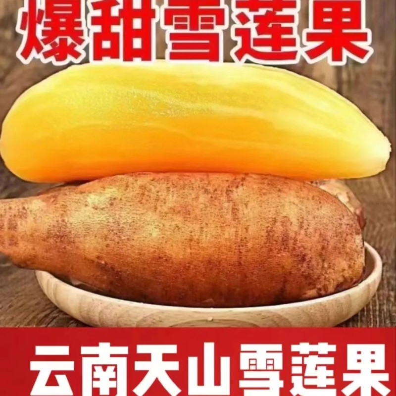 云南天山雪莲果