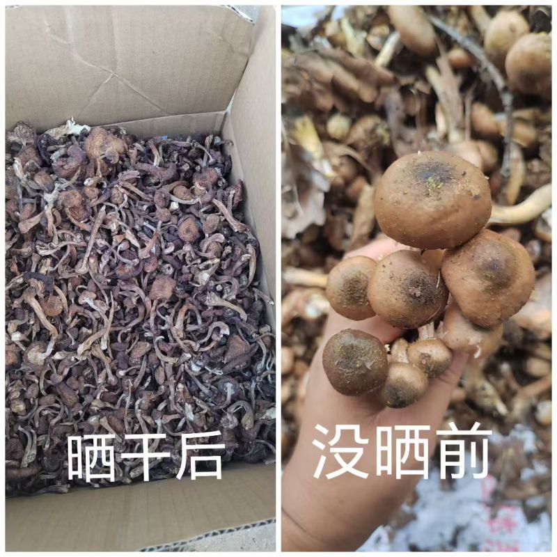 东北野生榛蘑