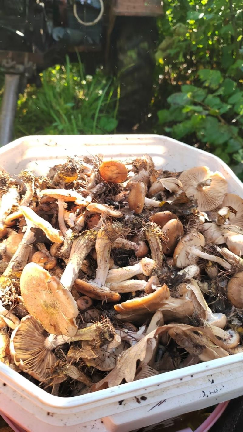 东北野生榛蘑